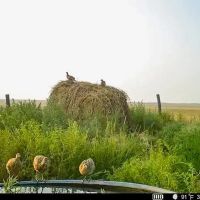 The GT Farm - Online Auction 8 1 2024 - 8 30 2024