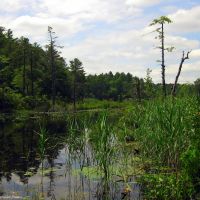 8,319 acres of Big River WMA for Deer hunt - Kent, RI