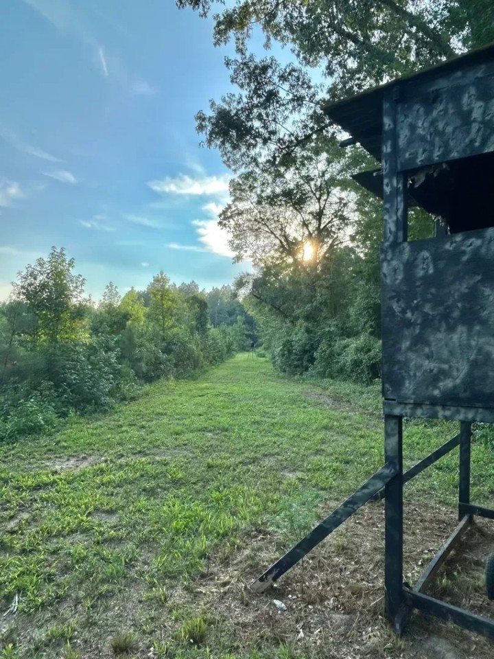 75 Acres in Treulten County Georgia featured image