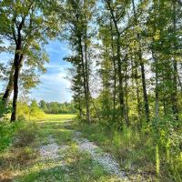 75 Acres in Treulten County Georgia images 2