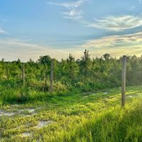 75 Acres in Treulten County Georgia images 5