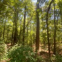 MS - Montgomery 66 acres - images 2