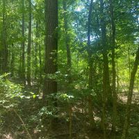 MS - Montgomery 66 acres - images 3