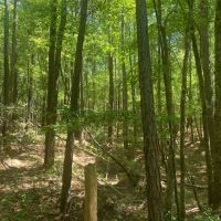 MS - Montgomery 66 acres - images 4