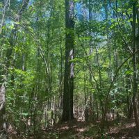 MS - Montgomery 66 acres - images 5