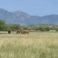 Crown C Ranch