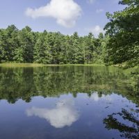 245 Acres of Public Land for Turkey Hunt in Black Farm WMA - Washington, RI
