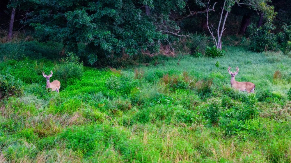 Dutch Creek featured image