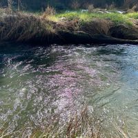 South Fork images 4