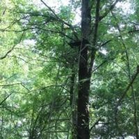463 Acres in Quitman County in Lambert MS images 3