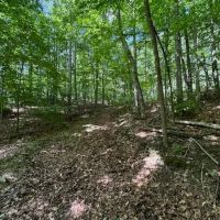 14 acre Building Lot and Recreational Land in Big Flats NY Monastery Rd images 4