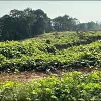 57.4 Acres in Lafayette County in Oxford MS images 2