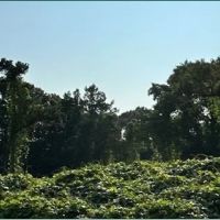 57.4 Acres in Lafayette County in Oxford MS images 3