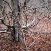 1,390 acres of Burlingame WMA for hunting Deer - Washington, RI