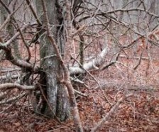 1,390 acres of Burlingame WMA for hunting Deer - Washington, RI