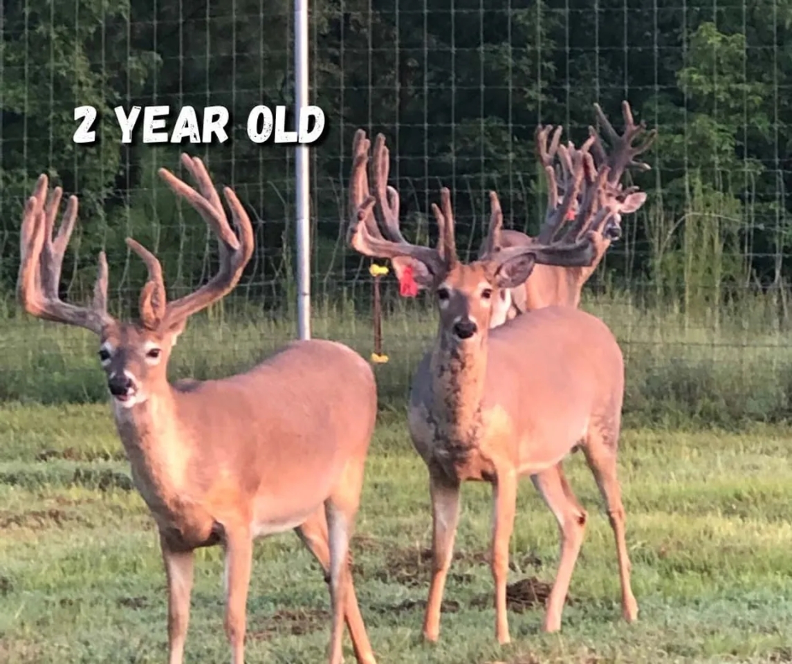 Relentless Whitetails Hunting Preserve Hunting Land for Sale