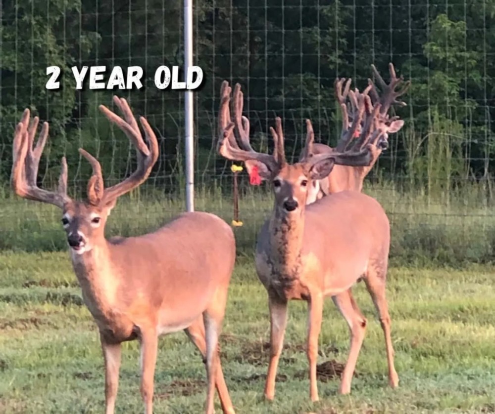 Relentless Whitetails Hunting Preserve featured image