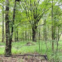 100 Acres and Newly Constructed Pond in Union Springs images 2