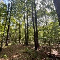 Hunting Land with a Beautiful Homesite images 2