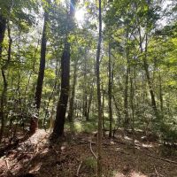 Hunting Land with a Beautiful Homesite images 4