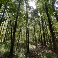 Hunting Land with a Beautiful Homesite images 5