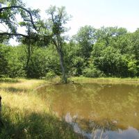Golden Dove Road Recreational Hunting Escape McCurtain County OK 40 AC images 2