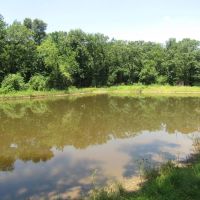 Golden Dove Road Recreational Hunting Escape McCurtain County OK 40 AC images 4