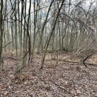 Heyer Rd. Somerset County - 49 acres images 5