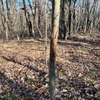 Florence Ave. Washington County - 16 acres images 4