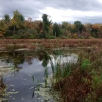 Great Swamp WMA of 3,349 acres for Deer & Turkey hunting in Washington, RI
