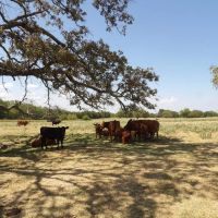 Butterfield Crossing Ranch Johnston Atoka images 5