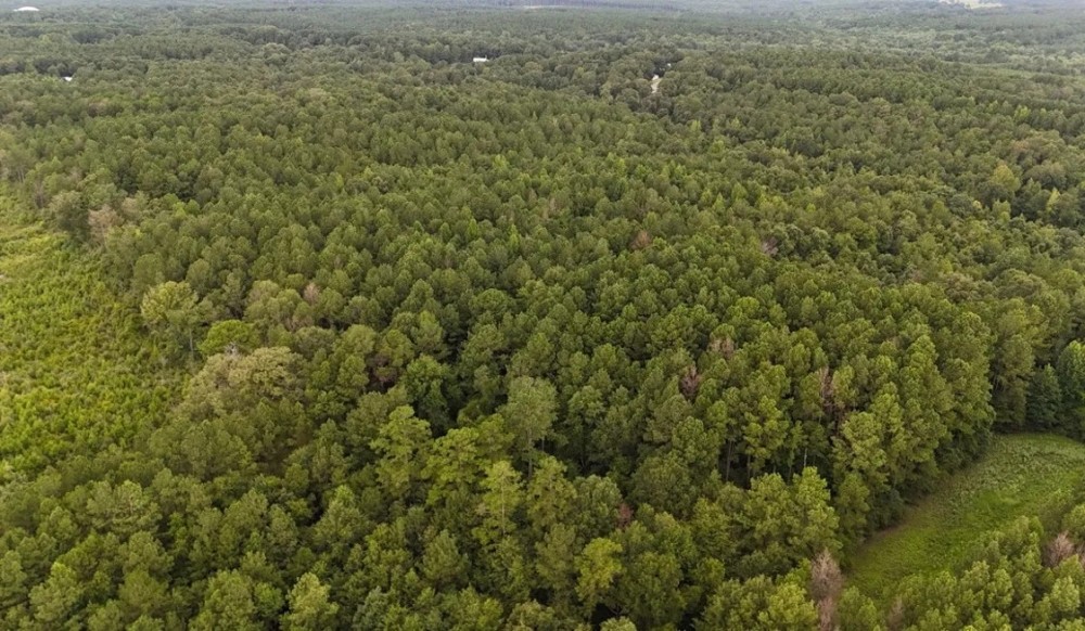 37.5 Acres in Covington County in Collins MS featured image
