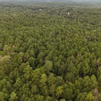 37.5 Acres in Covington County in Collins MS