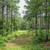 15.573 Ac CR 1050 Houston County TX