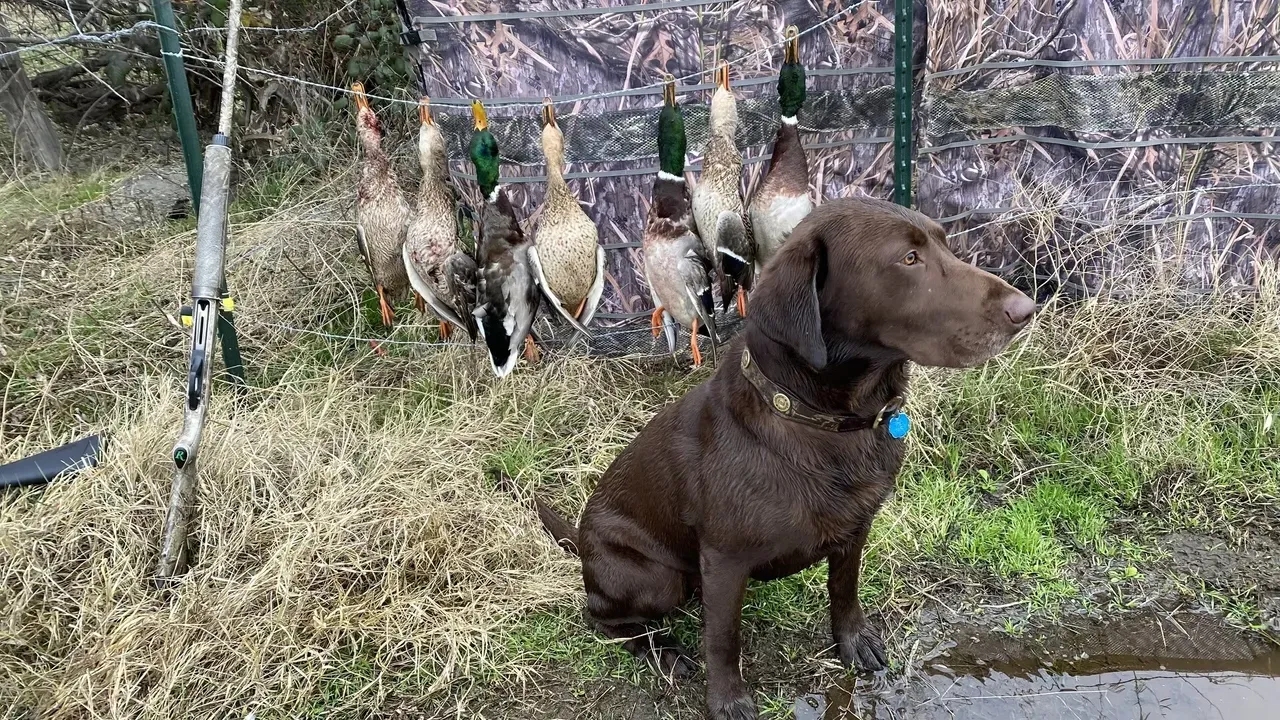 Exceptional Duck Hunting Grounds Hunting Land for Sale