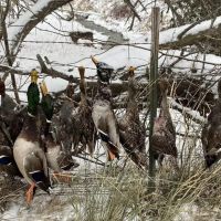 Exceptional Duck Hunting Grounds images 5