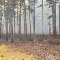 Apalachicola WMA - 1,420 acres Deer & Turkey hunting land in Wakulla, FL