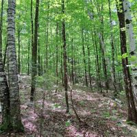 The Pine Ridge