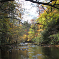 Beaverdam Creek WMA - 1,317 acres Deer hunting land in Pasco, FL