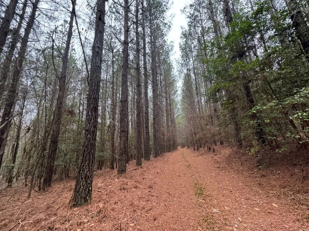 The Perfect Hunting and Timber Investment featured image