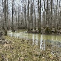 The Perfect Hunting and Timber Investment images 5