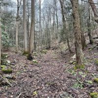 Listonburg Rd. Somerset County - 25 acres images 2
