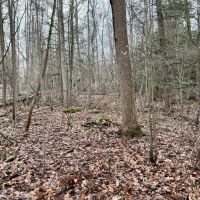 Listonburg Rd. Somerset County - 25 acres images 5