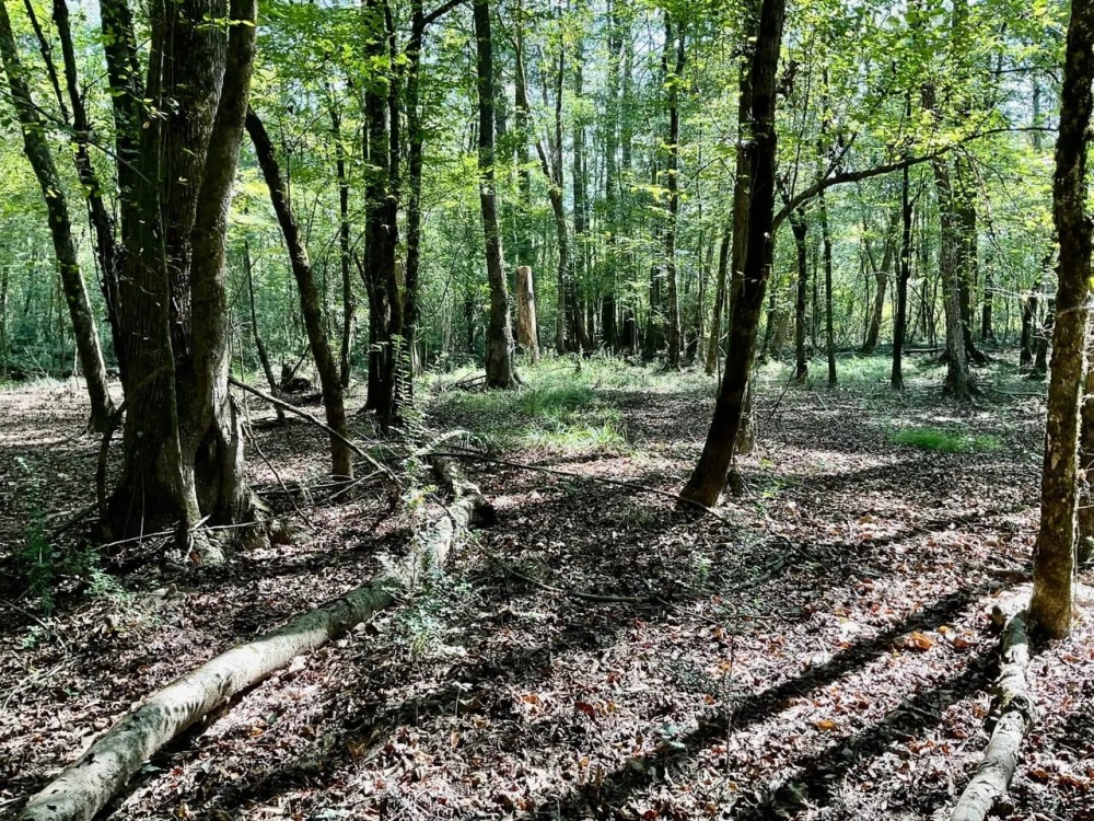 -55 Arce Hunting Paradise- McShan Alabama -Pickens County AL. featured image