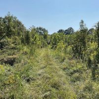 -55 Arce Hunting Paradise- McShan Alabama -Pickens County AL. images 5