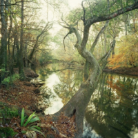57,000 acres Choctawhatchee River WMA for hunting Deer in Vernon, FL