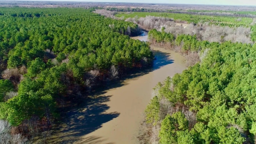 Bowie County Forest featured image