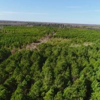 Bowie County Forest images 2