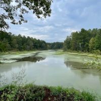 Bowie County Forest images 3