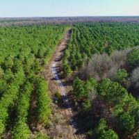 Bowie County Forest images 5